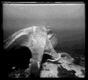 OCTO4[PIX,HPM]